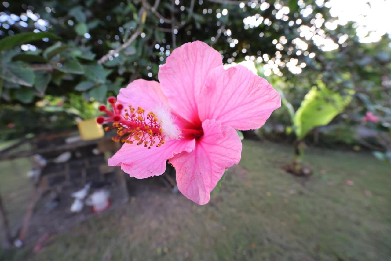 Bed & Breakfast Homebase Gardens 2*