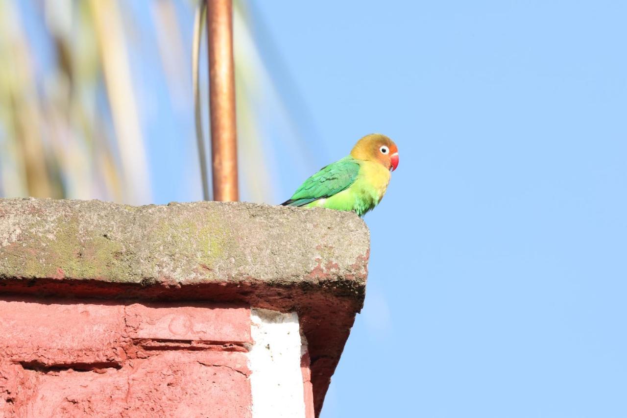 Homebase Gardens Bed & Breakfast Nakuru